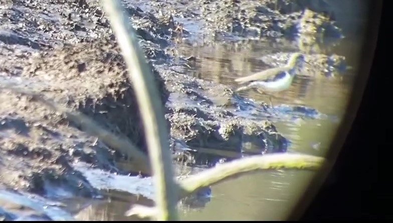 Spotted Sandpiper - ML209911081