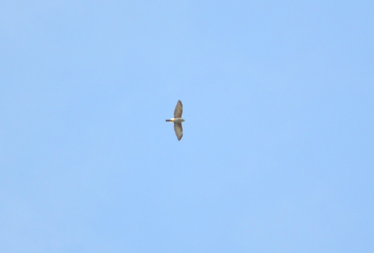 Rufous-thighed Kite - ML209912941