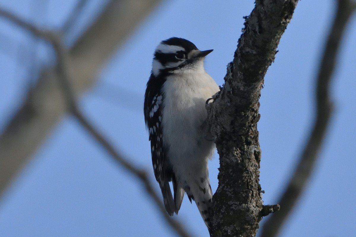 Downy Woodpecker - ML209916041