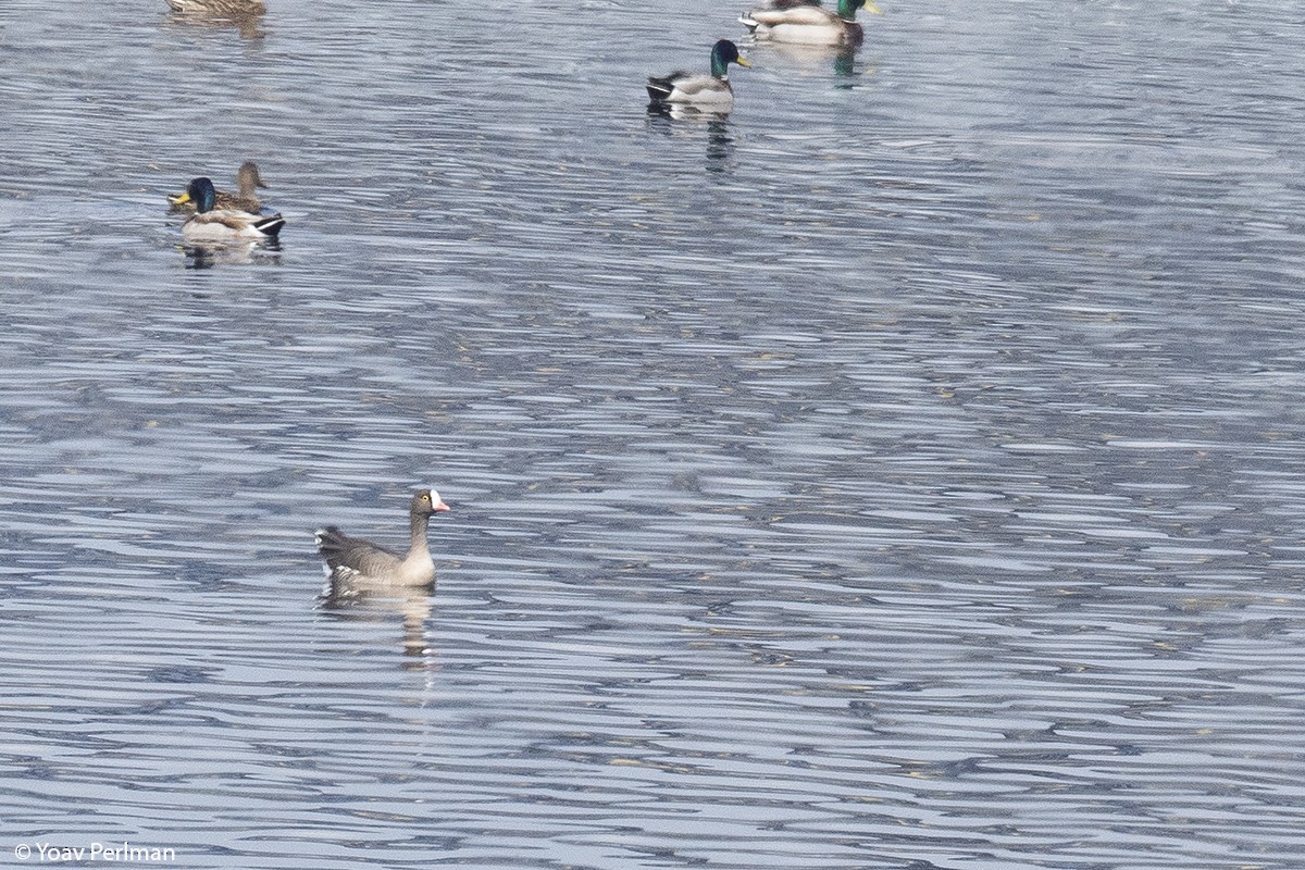 Lesser White-fronted Goose - ML209916681