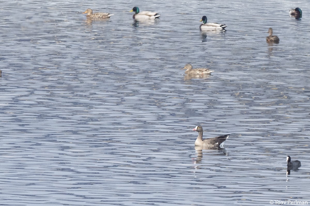 Lesser White-fronted Goose - ML209916711