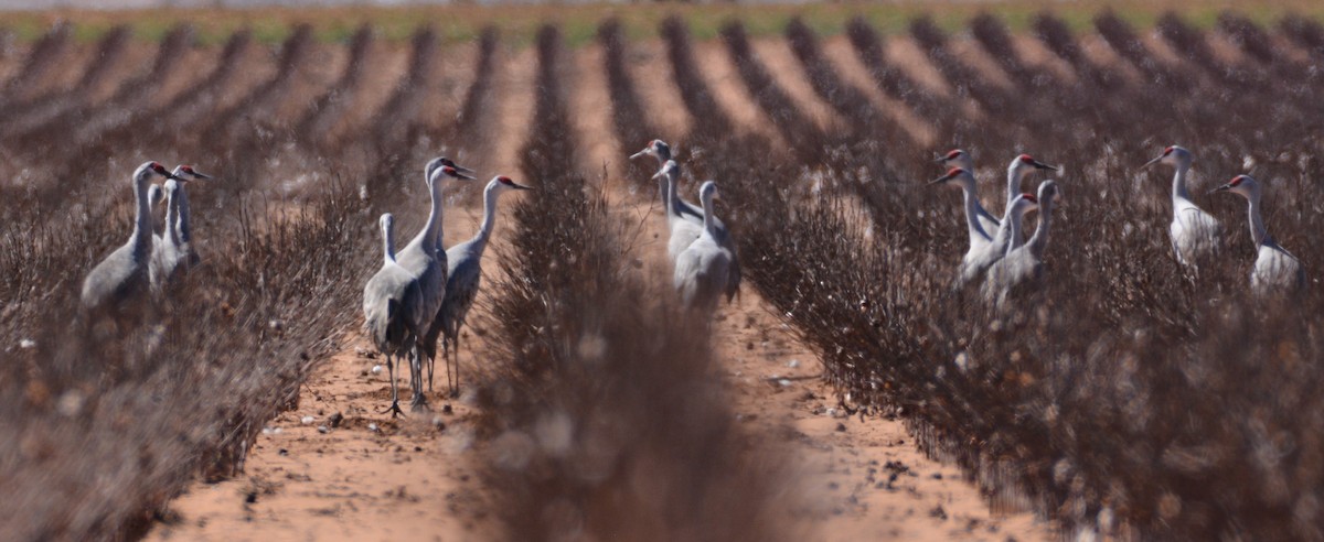 Sandhill Crane - ML209917411