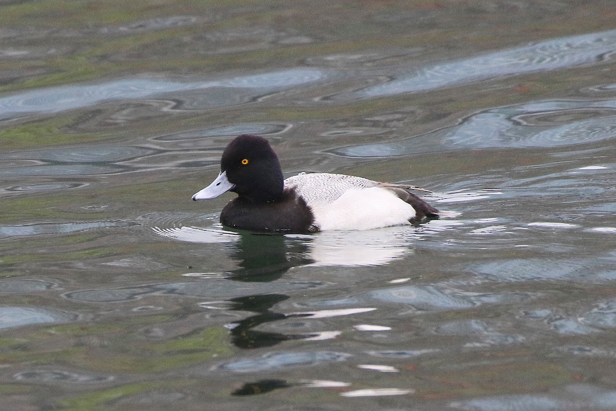 Lesser Scaup - Don Brode