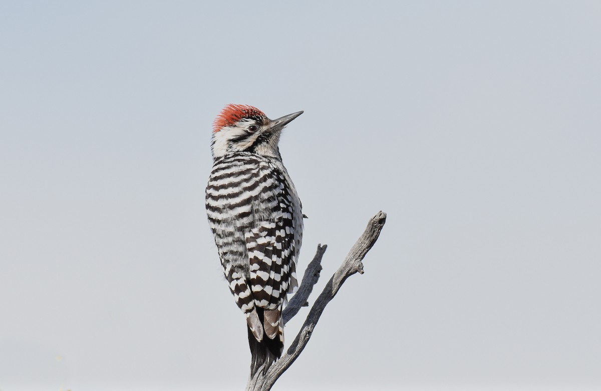 Ladder-backed Woodpecker - Jack Parlapiano