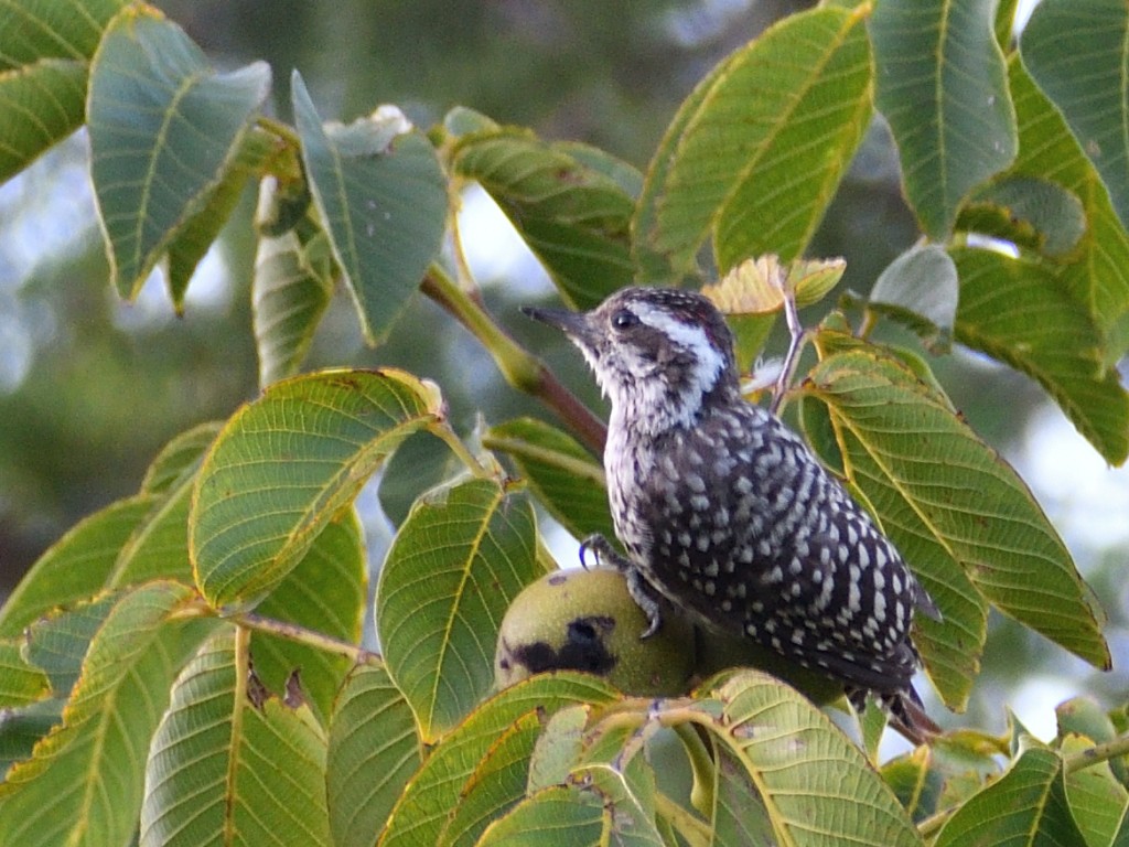 Checkered Woodpecker - ML209919391
