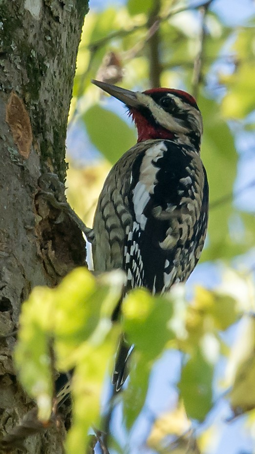 Yellow-bellied Sapsucker - ML20992011