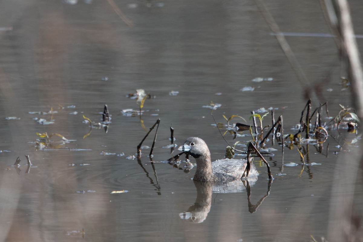 Pied-billed Grebe - ML209920121