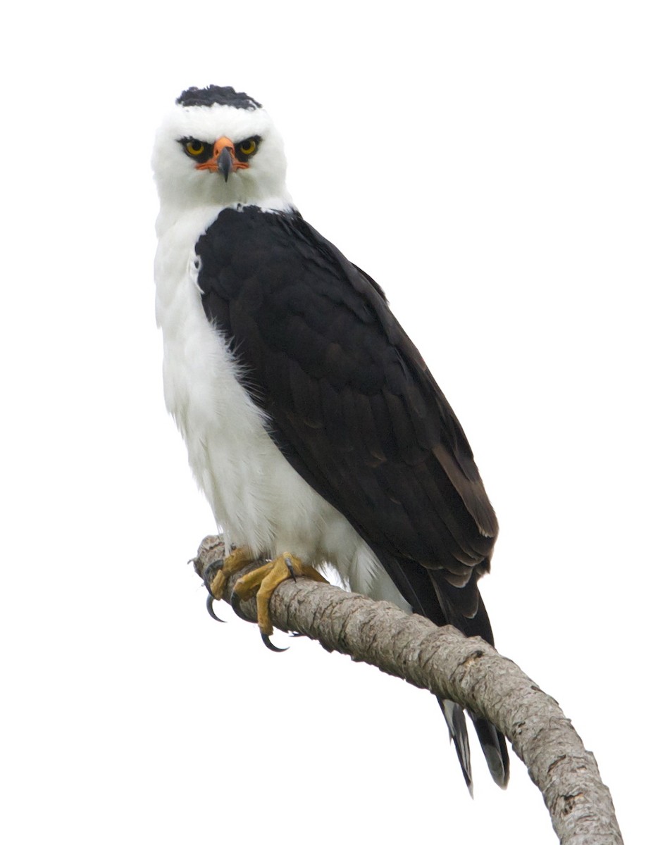 Black-and-white Hawk-Eagle - ML209922411