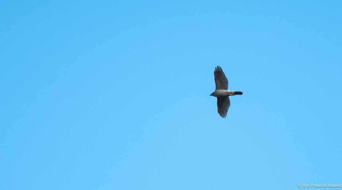 Eurasian Goshawk - ML209922451