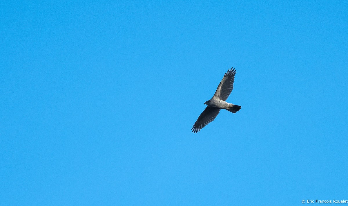 Eurasian Goshawk - ML209922461