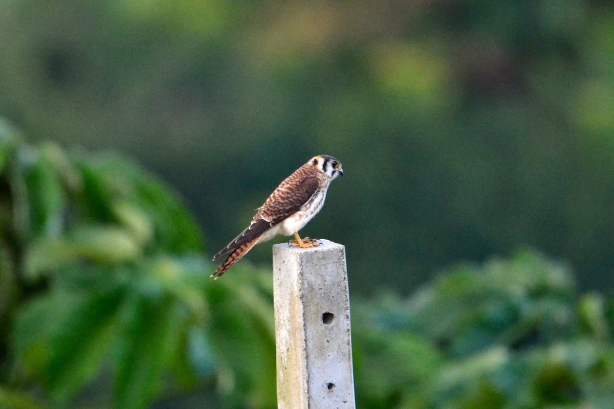 American Kestrel - ML209923441