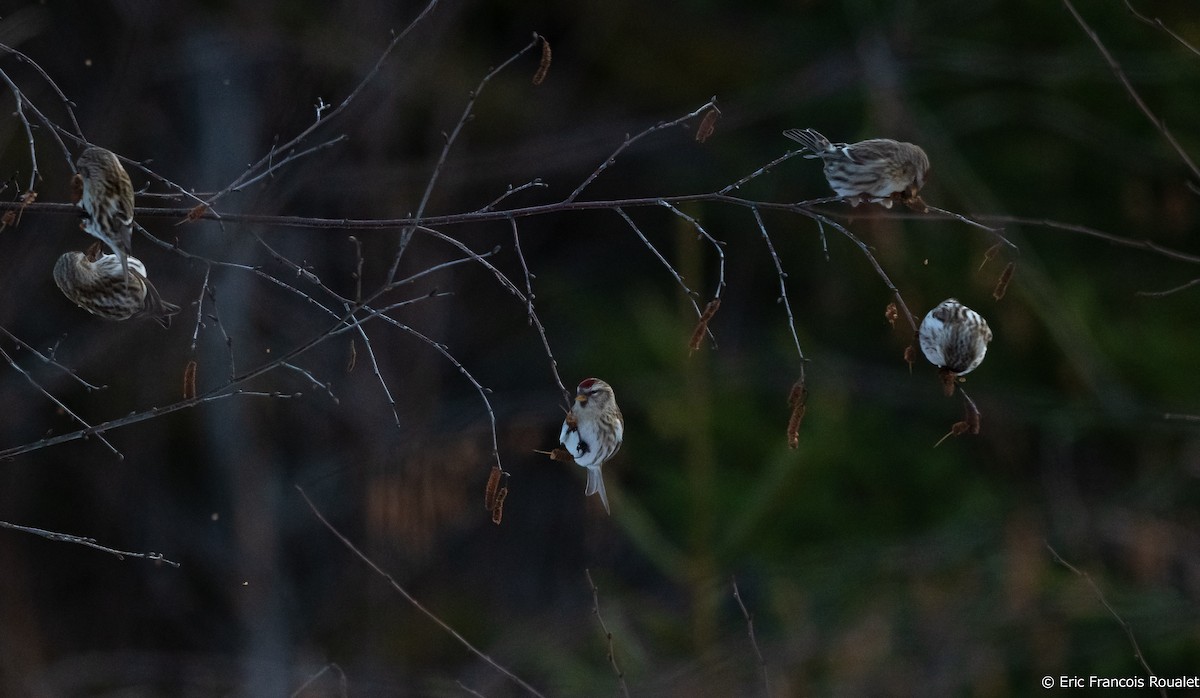 Common Redpoll (flammea) - ML209924171