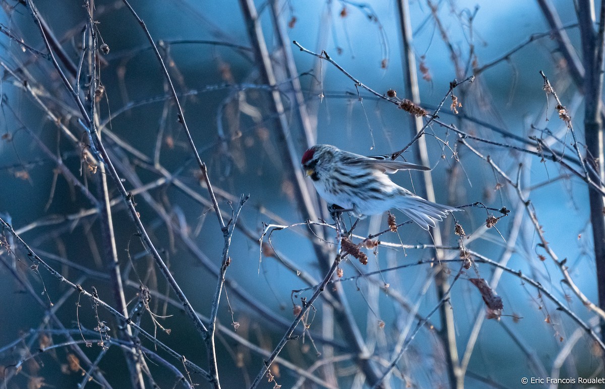 普通朱頂雀(flammea) - ML209924231