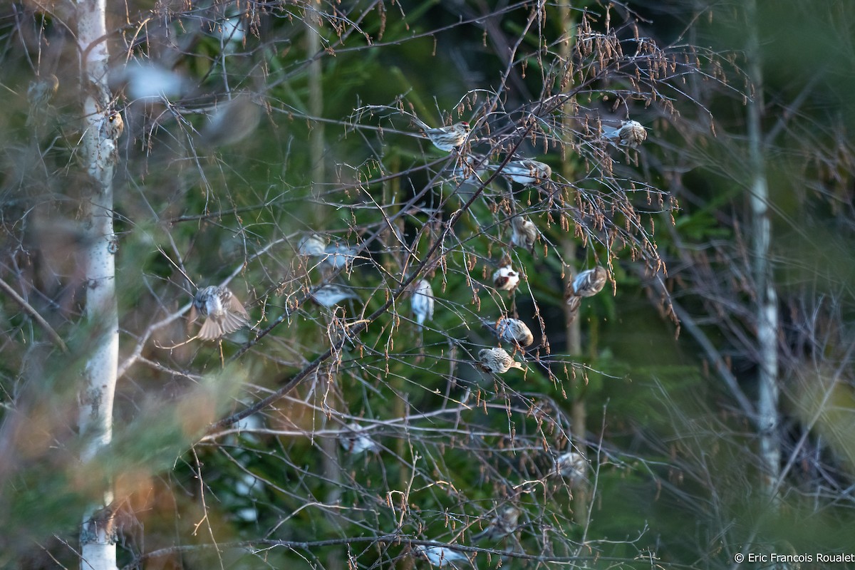 Common Redpoll (flammea) - Eric Francois Roualet