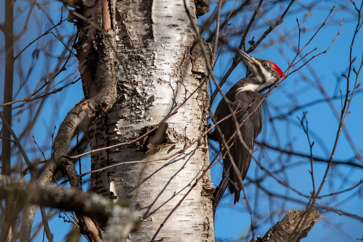 Pileated Woodpecker - ML209924501