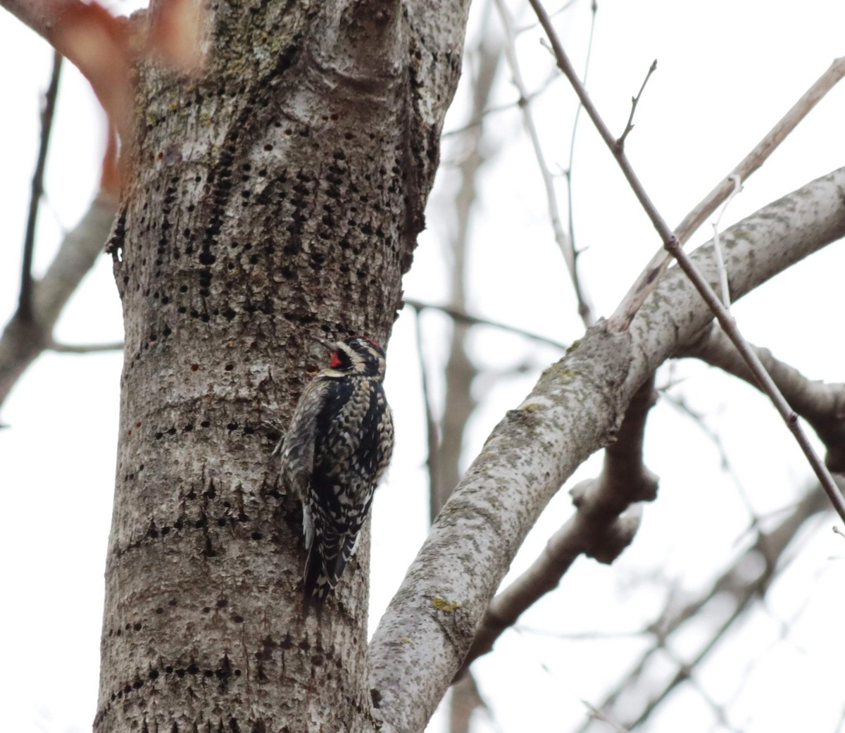 Yellow-bellied Sapsucker - ML209924571