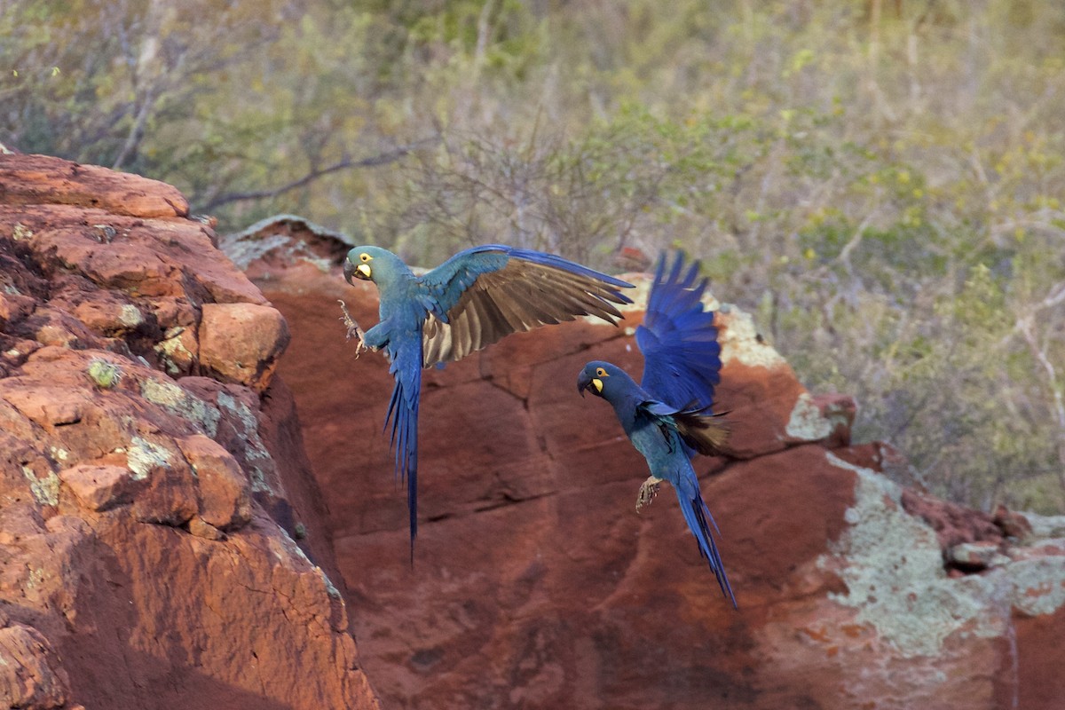 Indigo Macaw - Nicole Desnoyers