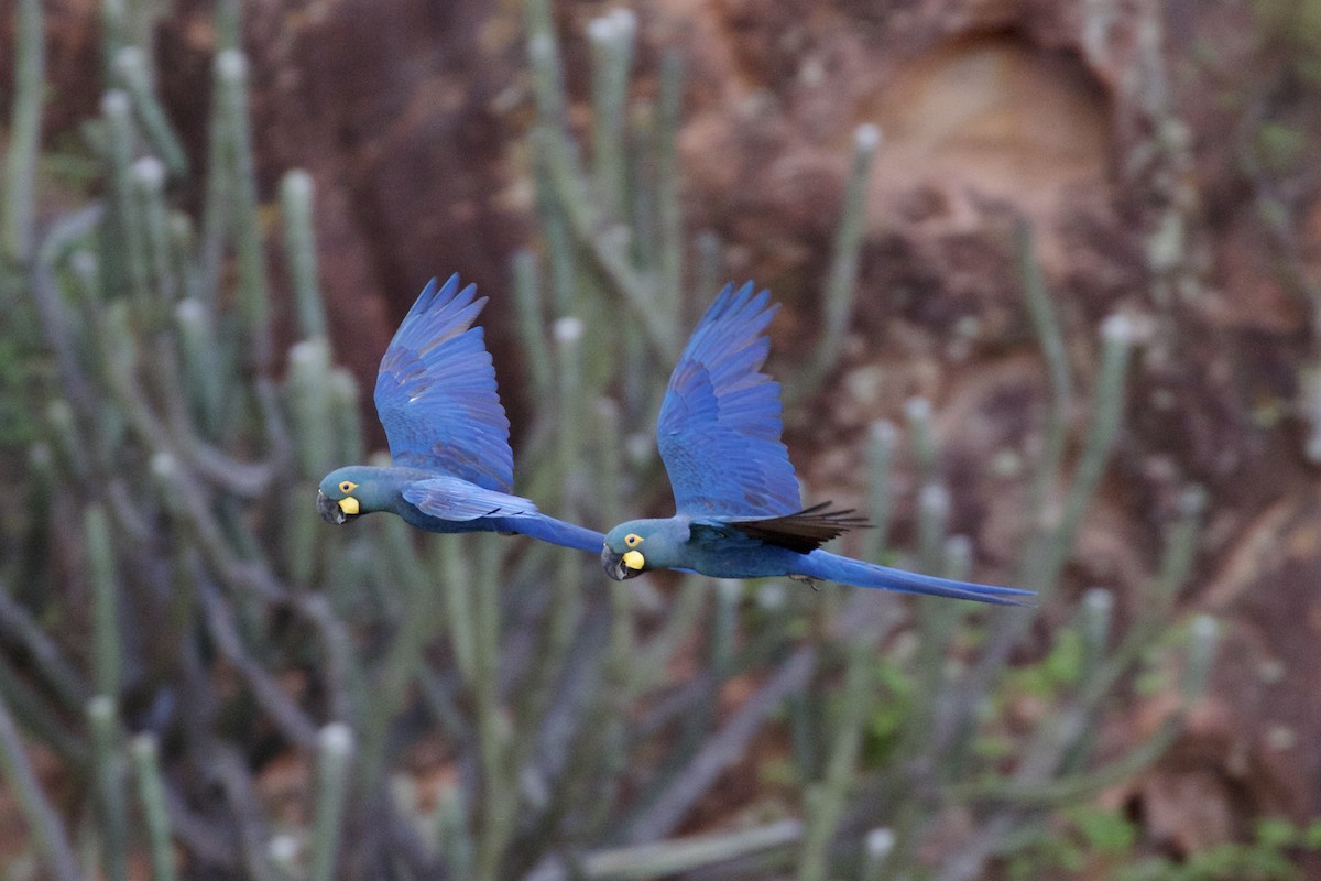 Indigo Macaw - ML209924931