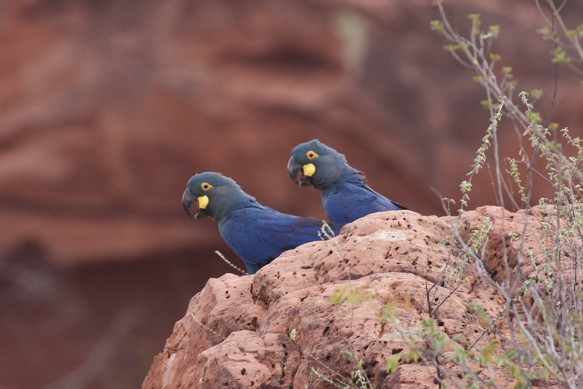 Indigo Macaw - ML209925051