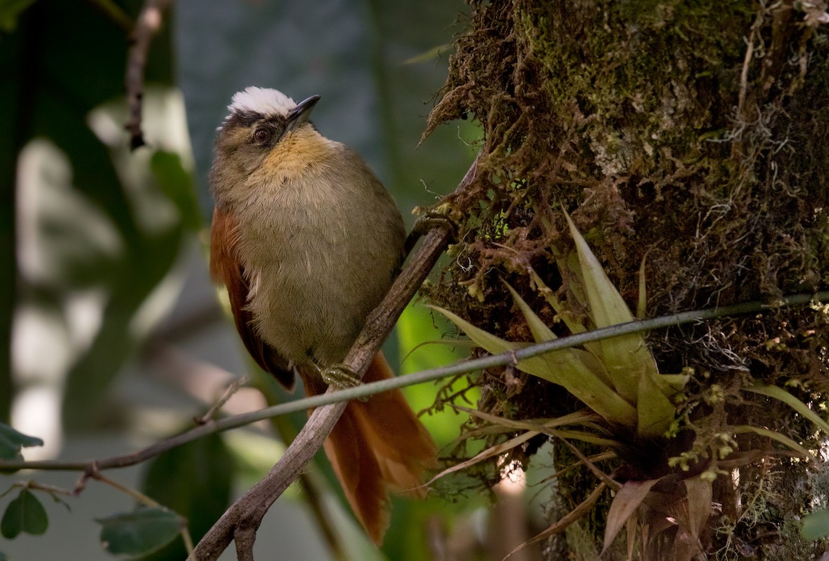 Marcapata Spinetail - Lars Petersson | My World of Bird Photography
