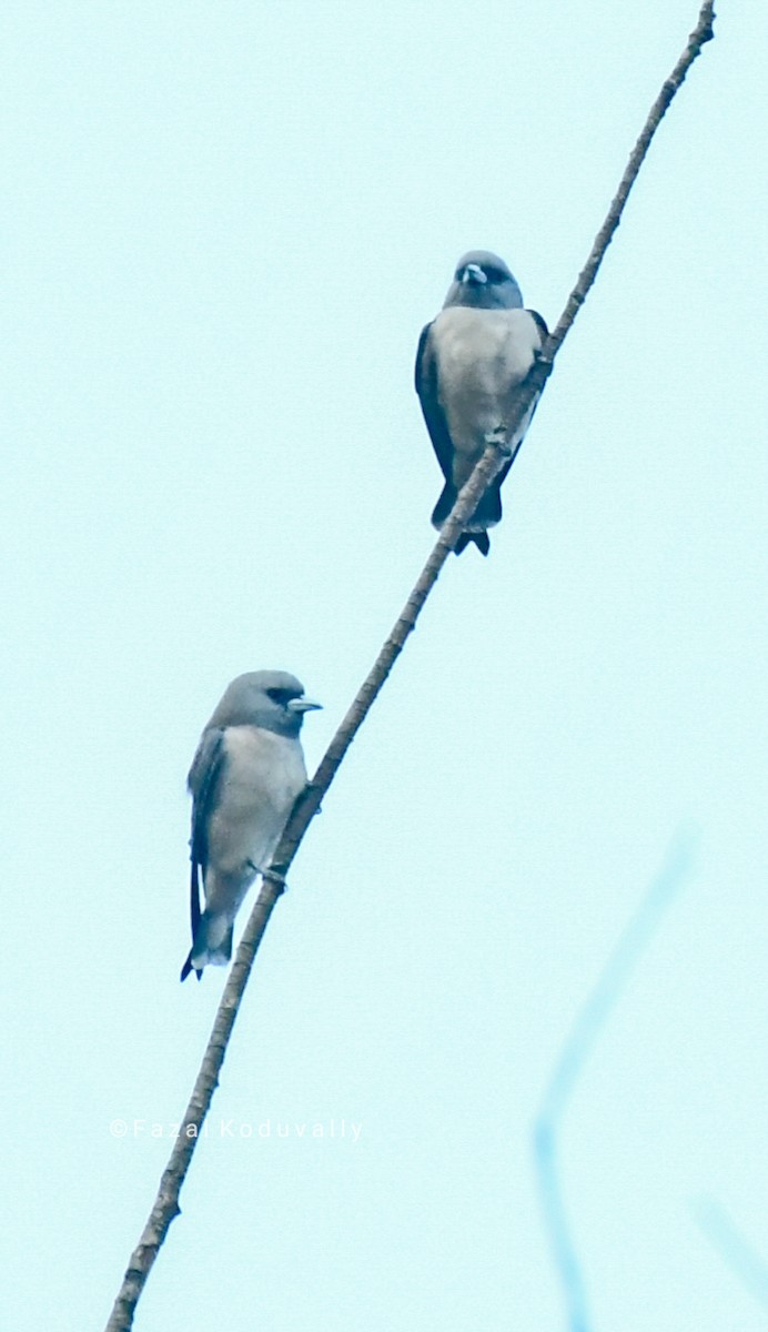 Ashy Woodswallow - ML209925301