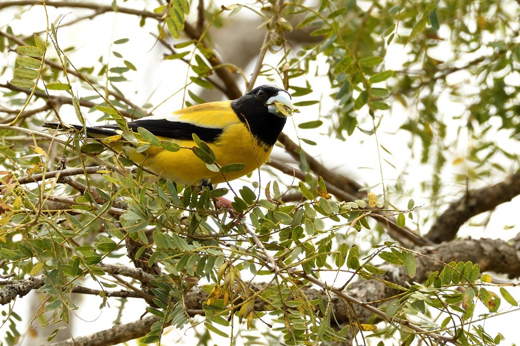 Hooded Grosbeak - ML209925791