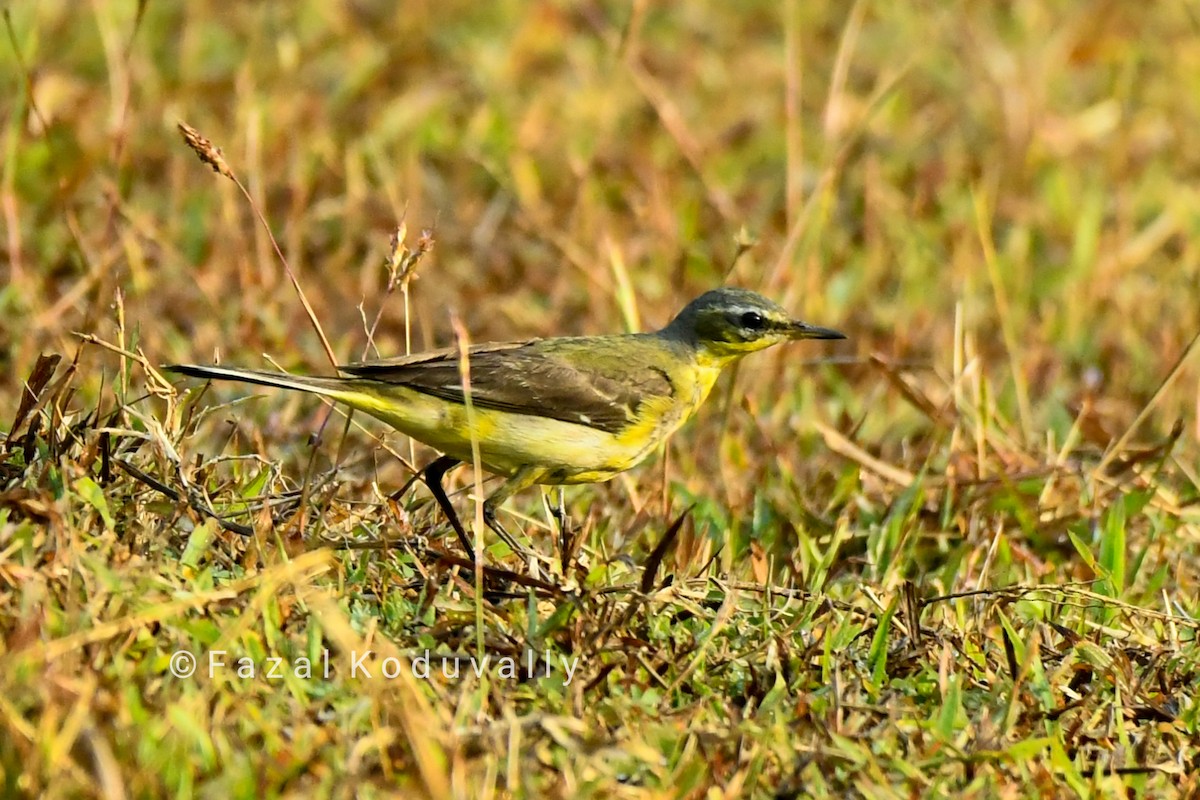 Western Yellow Wagtail - ML209926761