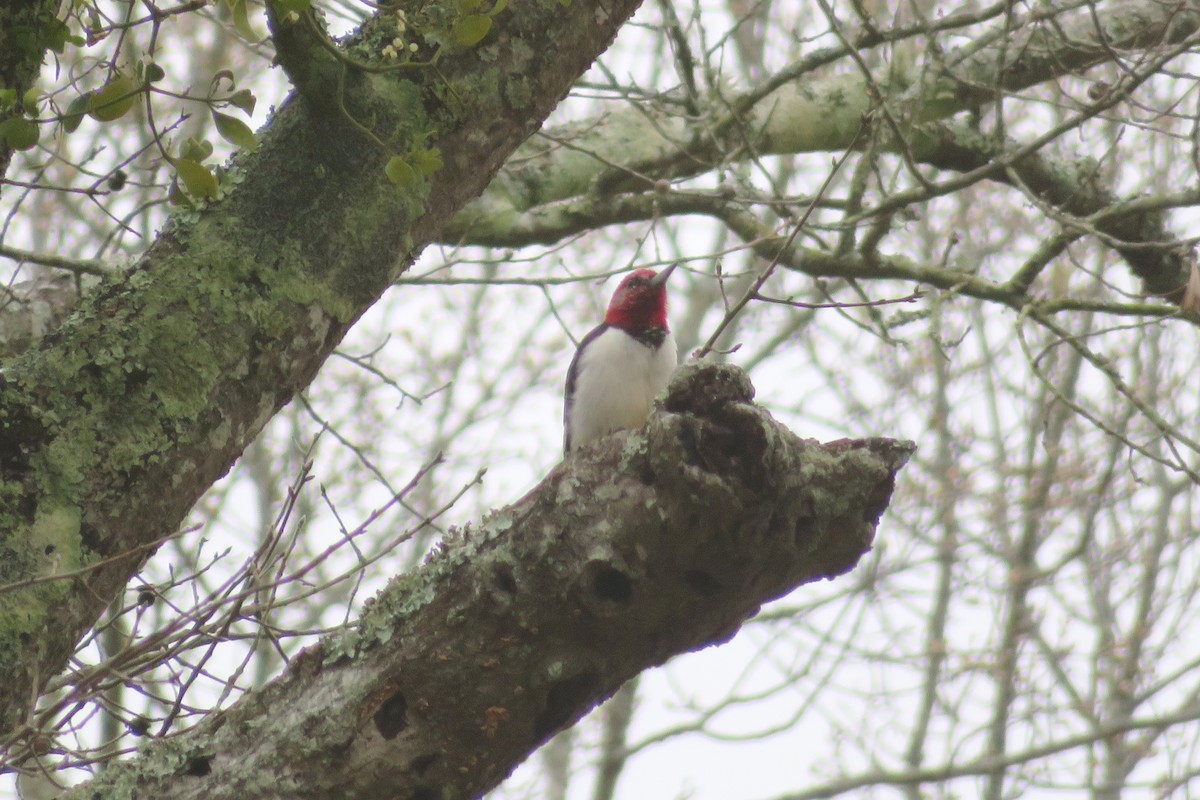 Red-headed Woodpecker - ML209929021