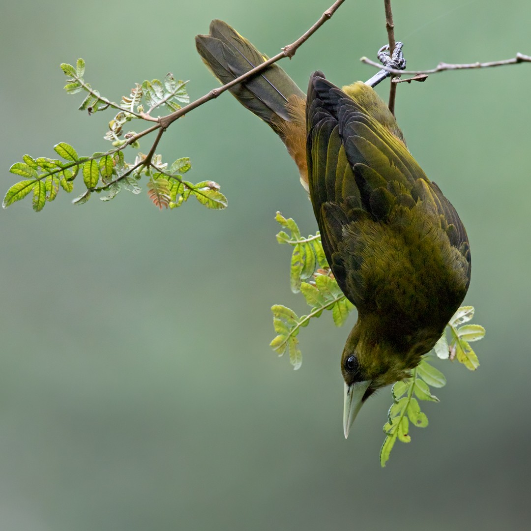 Dusky-green Oropendola - ML209929851