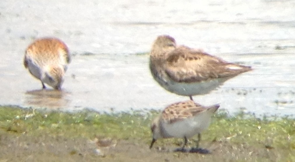 tanımsız küçük kumkuşu (Calidris sp.) - ML20993021