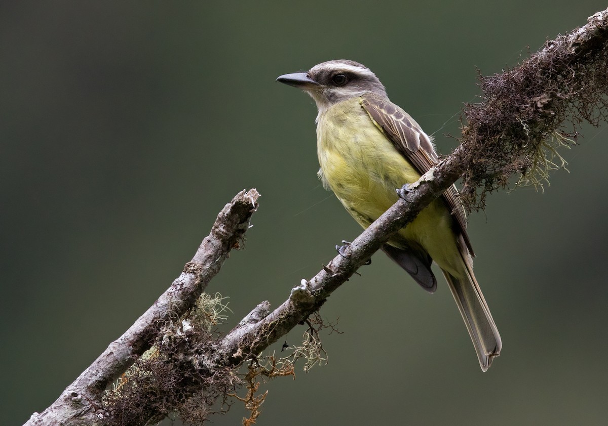 Golden-crowned Flycatcher - ML209930251