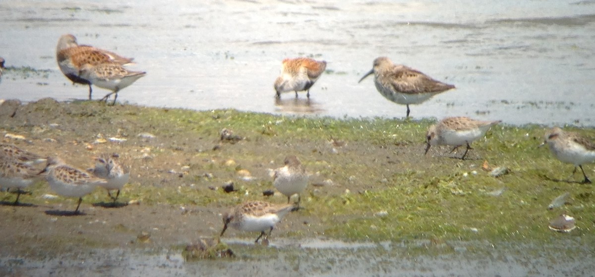 tanımsız küçük kumkuşu (Calidris sp.) - ML20993041