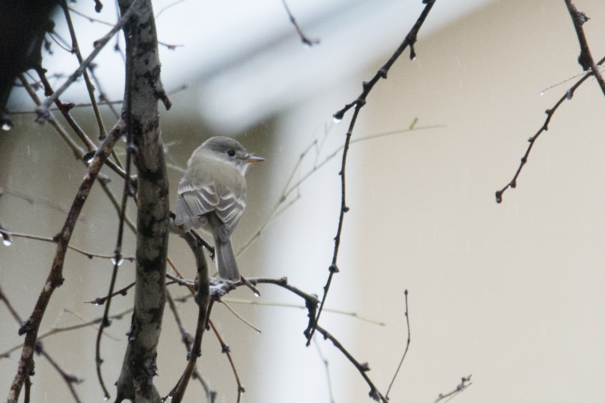 Gray Flycatcher - Randy Dzenkiw