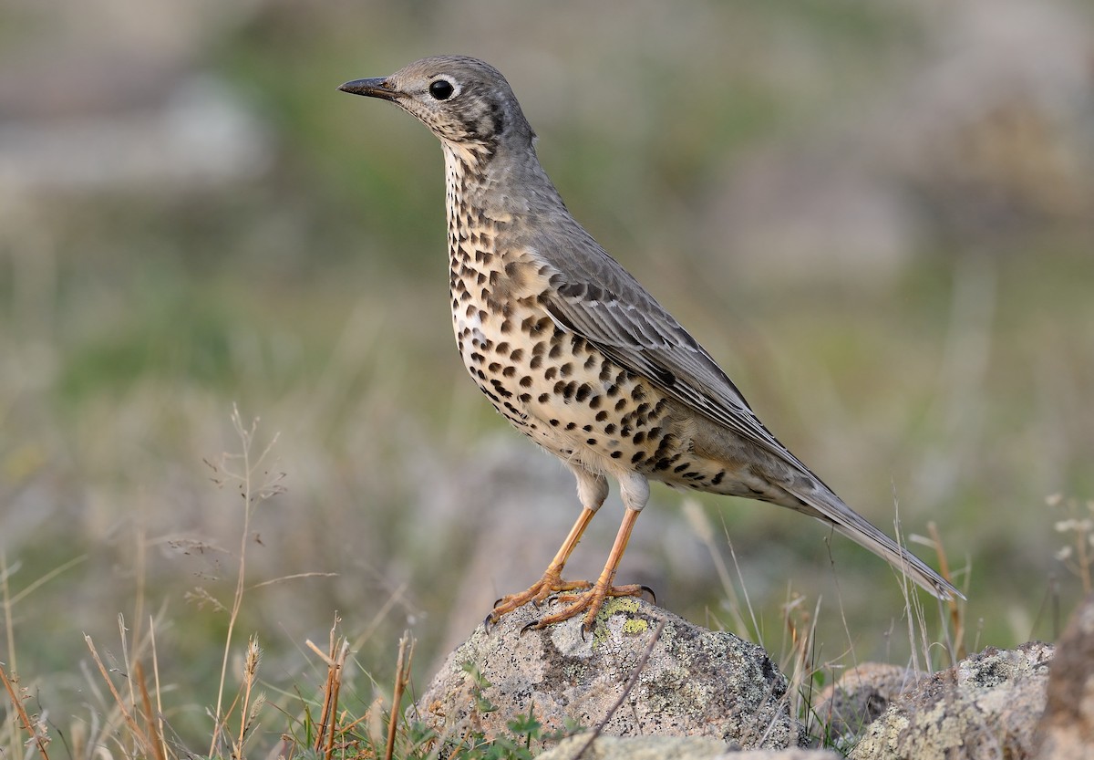 Mistle Thrush - ML209931631