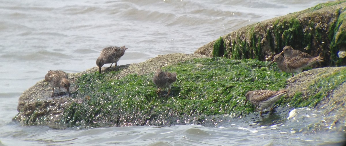 Purple Sandpiper - Chris Howard