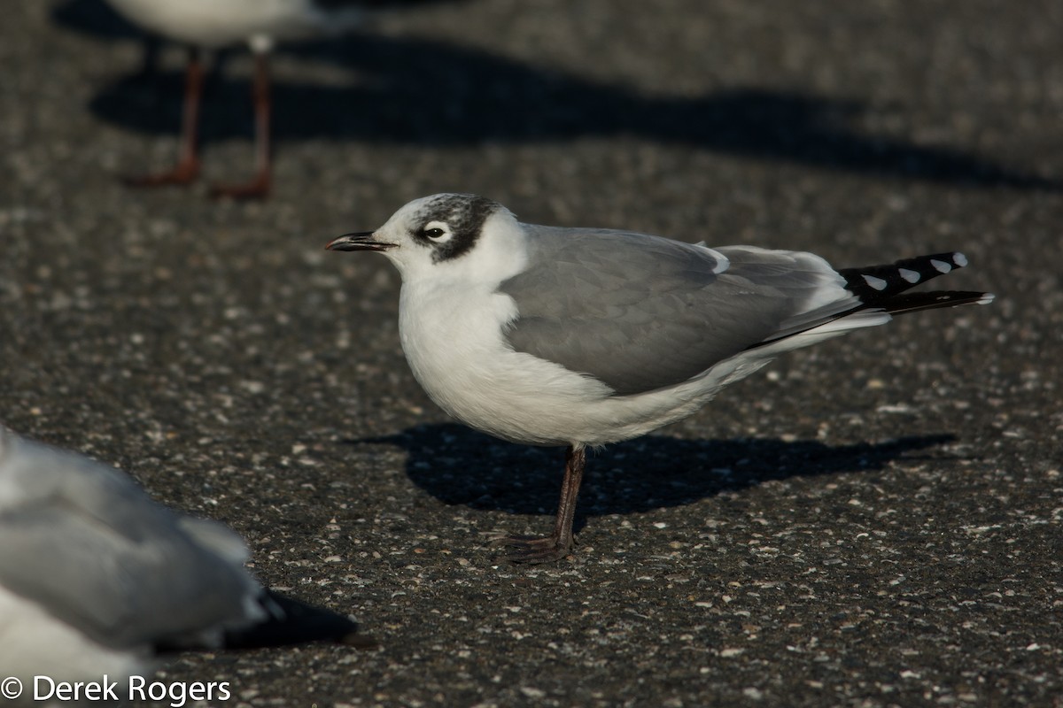 Mouette de Franklin - ML20993511