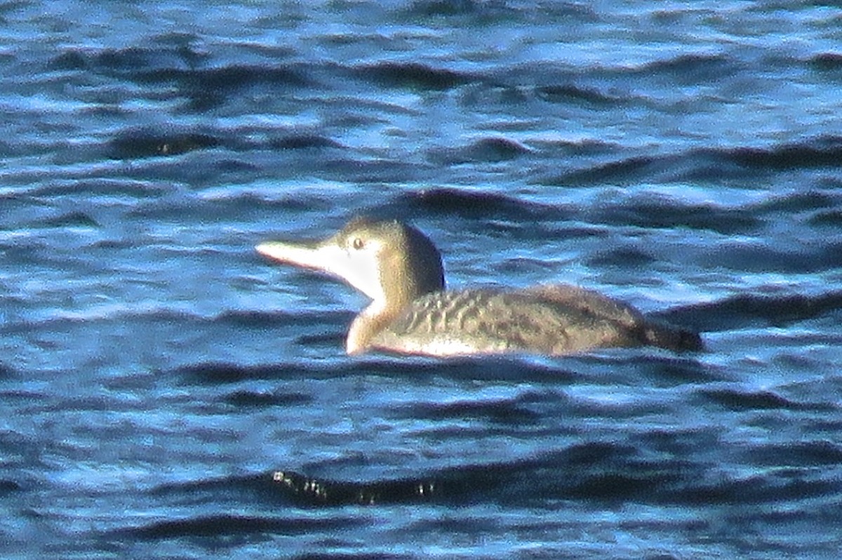 Plongeon à bec blanc - ML20993551