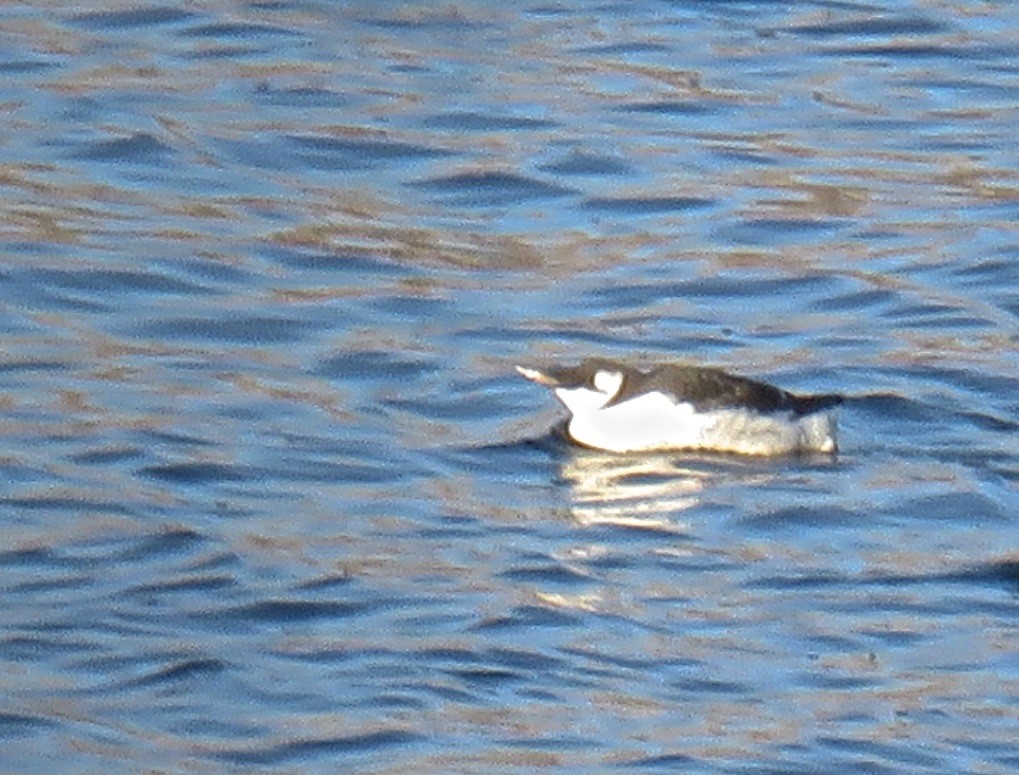 Common Murre - ML20993691