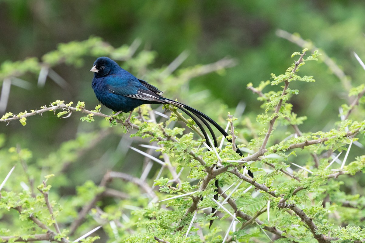 Steel-blue Whydah - ML209938091