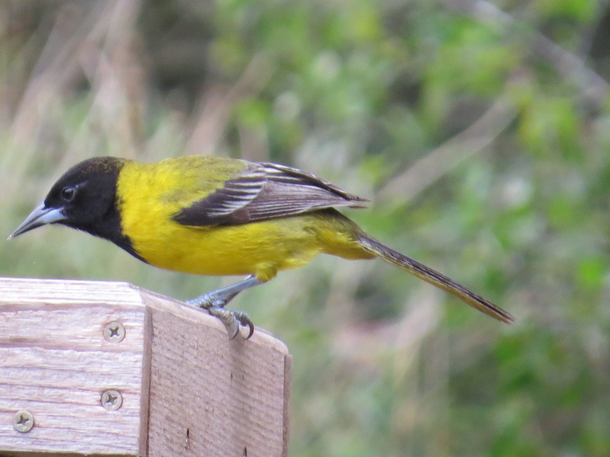 Audubon's Oriole - Corrine Folsom-O'Keefe