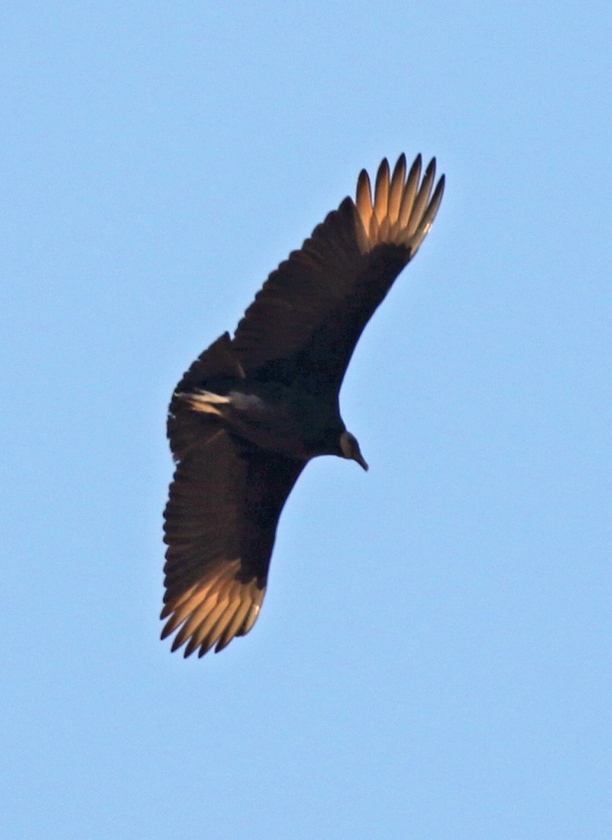 Black Vulture - ML209938521