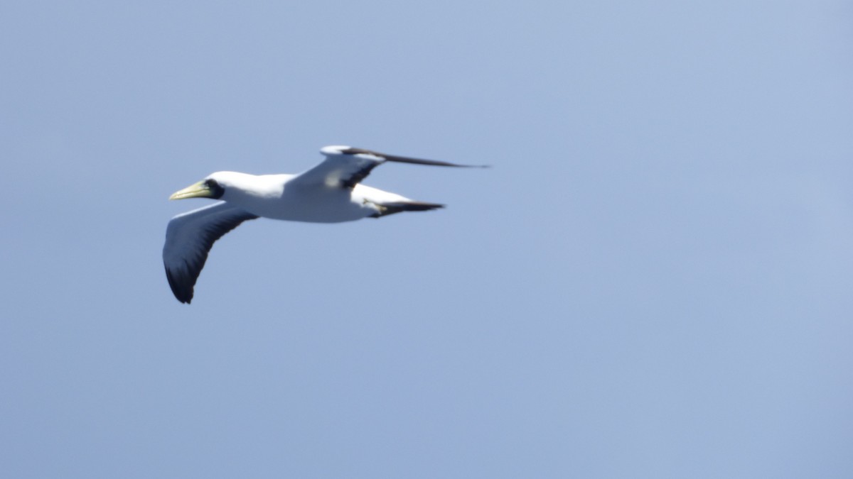 Masked Booby - ML209939731