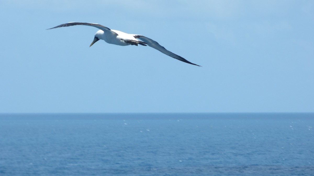 Masked Booby - ML209939791