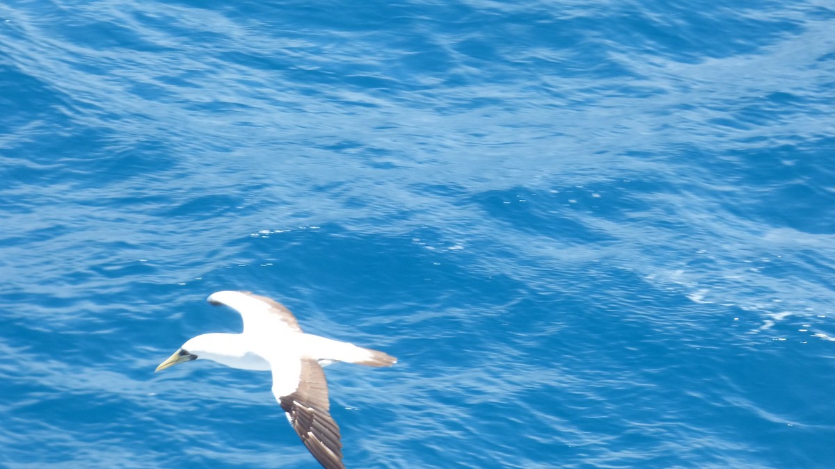 Masked Booby - ML209939831