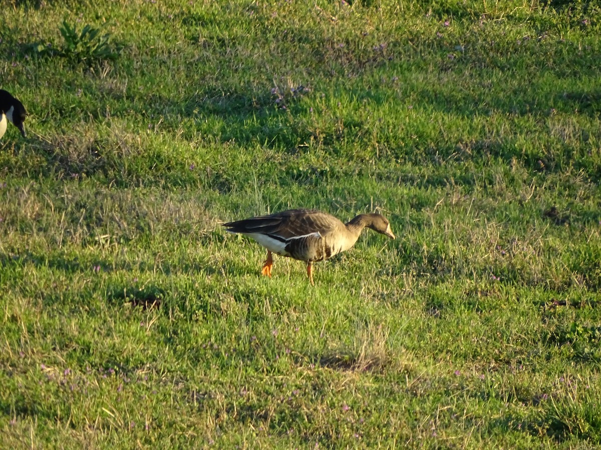 Greater White-fronted Goose - ML209940441