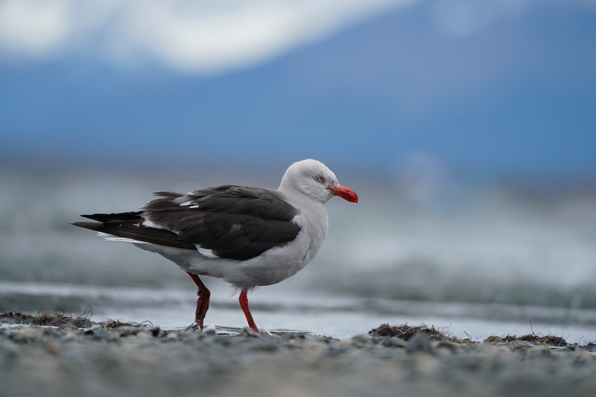 Dolphin Gull - ML209942271