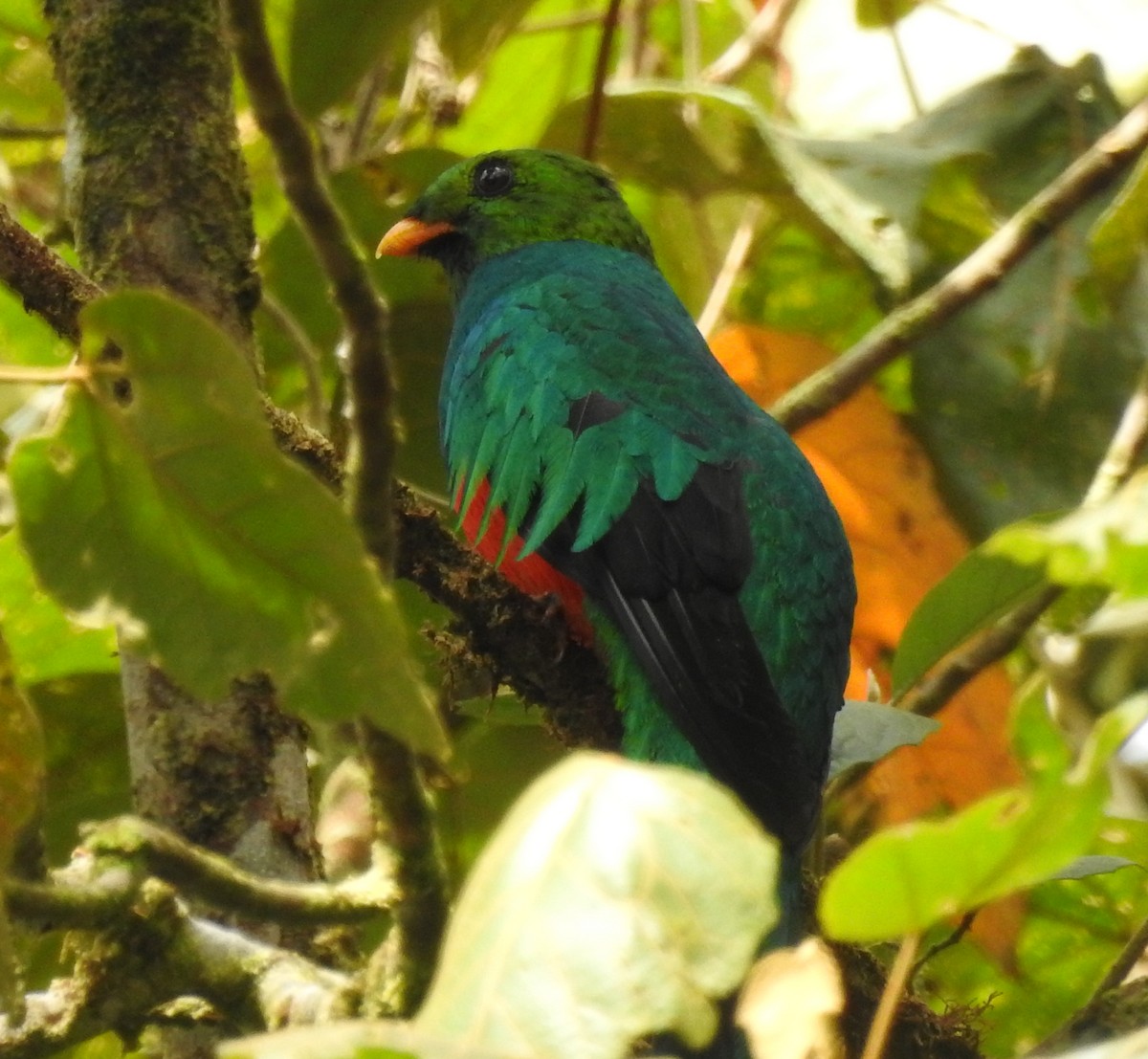Quetzal Cabecidorado - ML209942511
