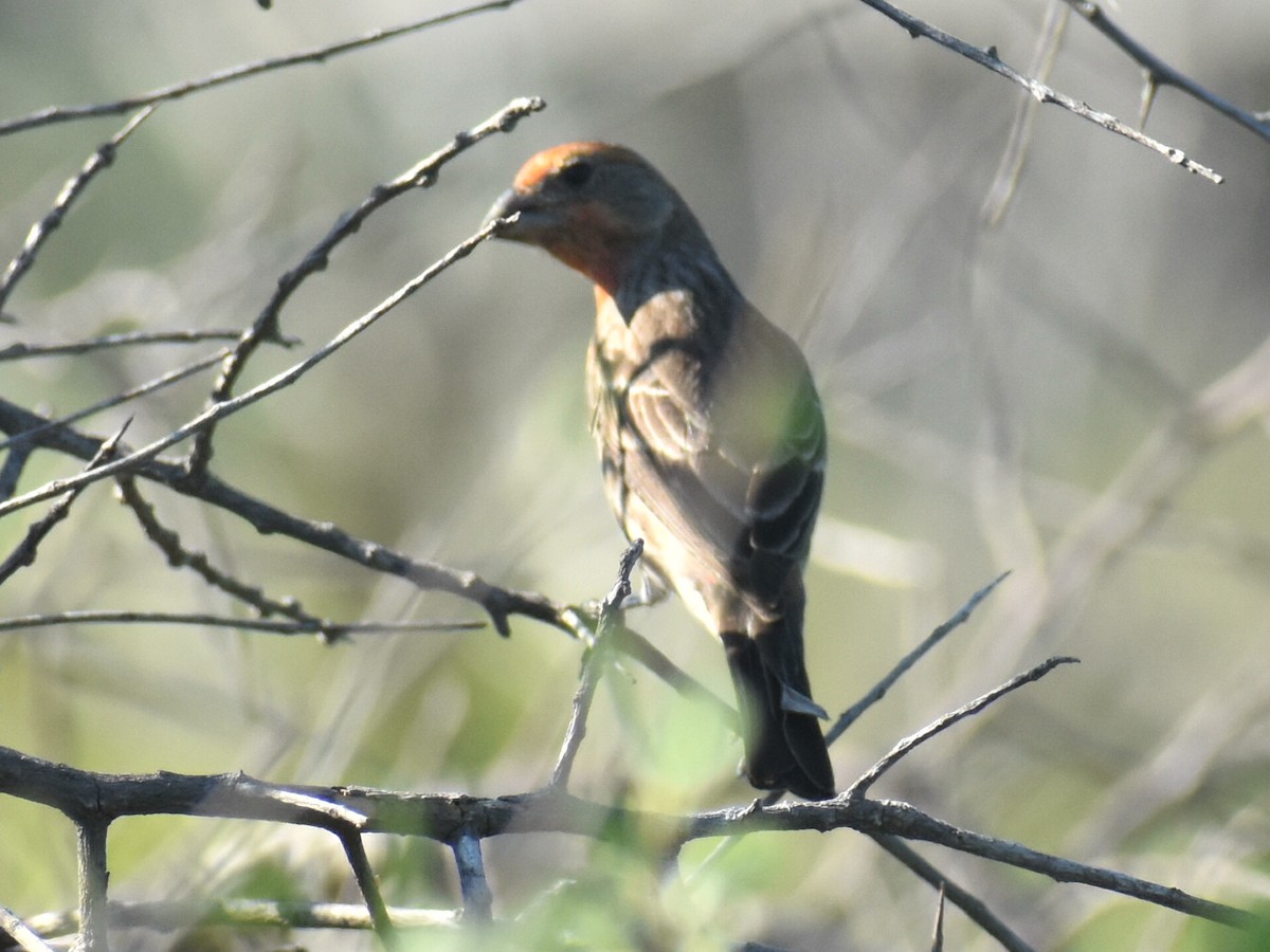 House Finch - Johnny Stutzman