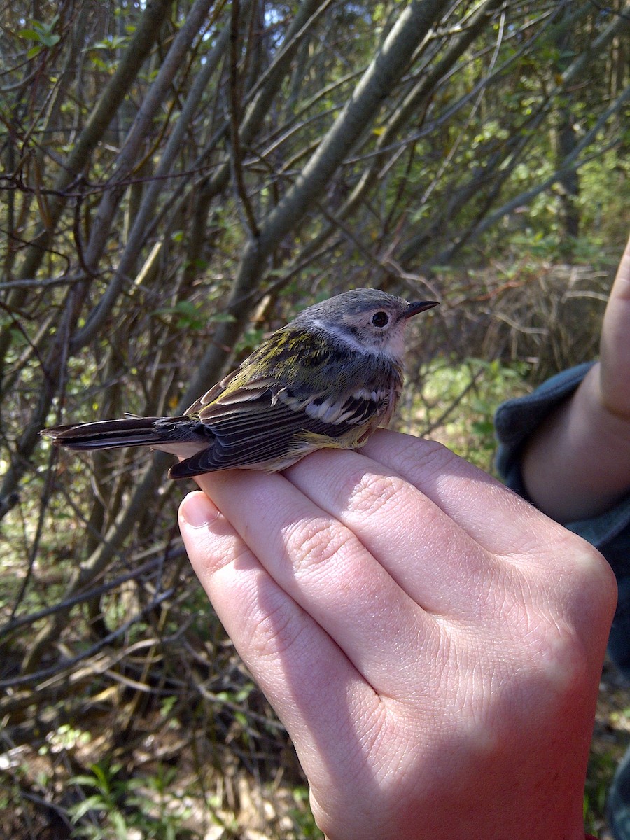 Magnolia x Chestnut-sided Warbler (hybrid) - Mike V.A. Burrell