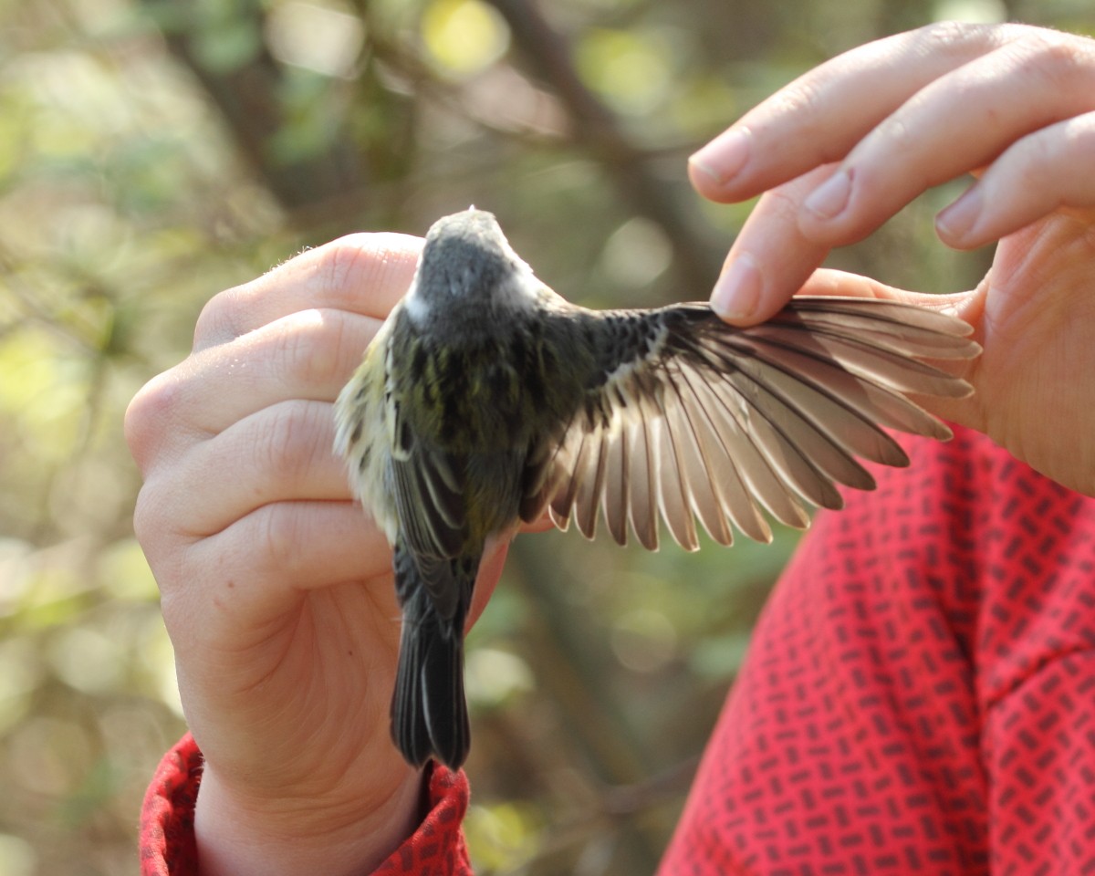 Magnolia x Chestnut-sided Warbler (hybrid) - Mike V.A. Burrell